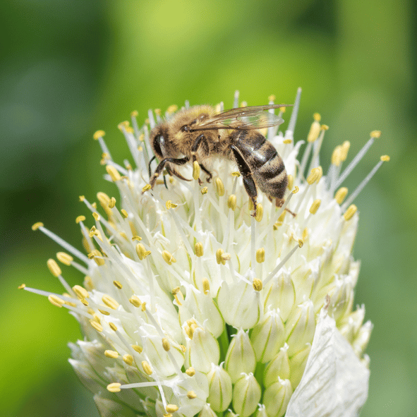 Bienchen